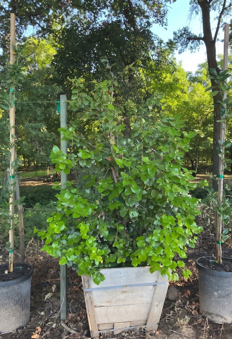 Photo for Prunus ilicifolia ssp lyonii (Catalina Cherry)