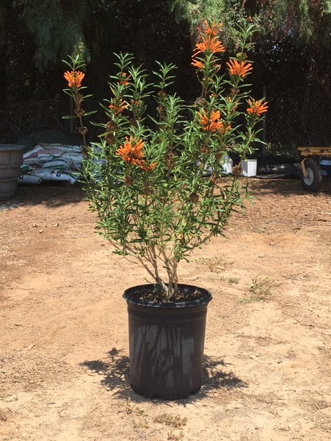 Photo for Leonotis leonurus (Lion's Tail)