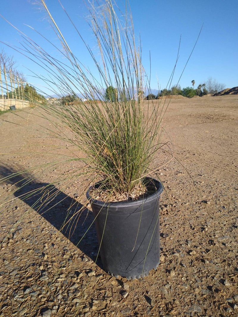 Photo for Muhlenbergia capillaris 'Regal Mist' (Gulf Muhly)