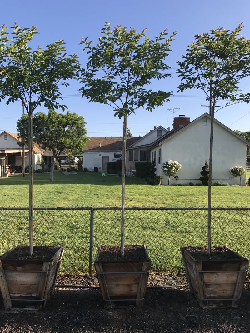 Photo for Lagerstroemia indica x fauriei 'Muskogee' (Muskogee Crape Myrtle)
