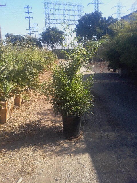 Photo for Phyllostachys nigra (Black Bamboo)