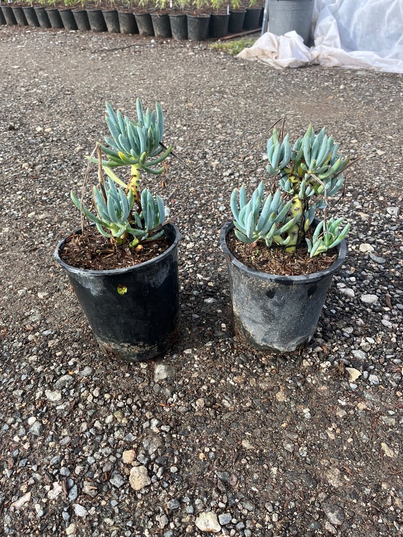 Photo for Senecio mandraliscae (Kleinia)