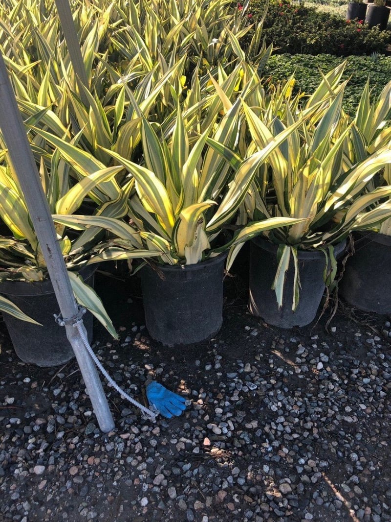 Photo for Furcraea foetida 'Mediopicta' (F. gigantea 'Striata') (Furcraea foetida 'Mediopicta')
