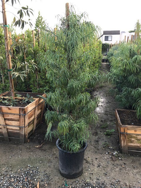 Photo for Podocarpus henkelii (Column) (Long Leafed Yellow-wood)