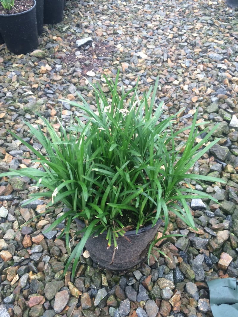 Photo for Liriope muscari (Lily Turf)