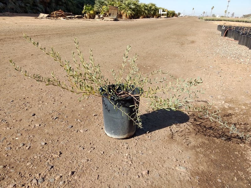 Photo for Acacia redolens 'Desert Carpet' (Desert Carpet Prostrate Acacia)