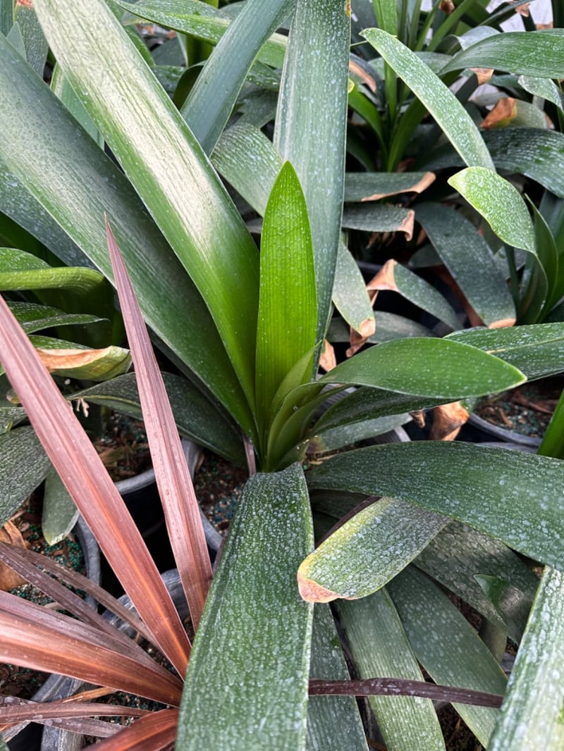 Photo for Clivia miniata 'Belgian Hybrid Orange' (Belgian Hybrid Orange Bush Lily)