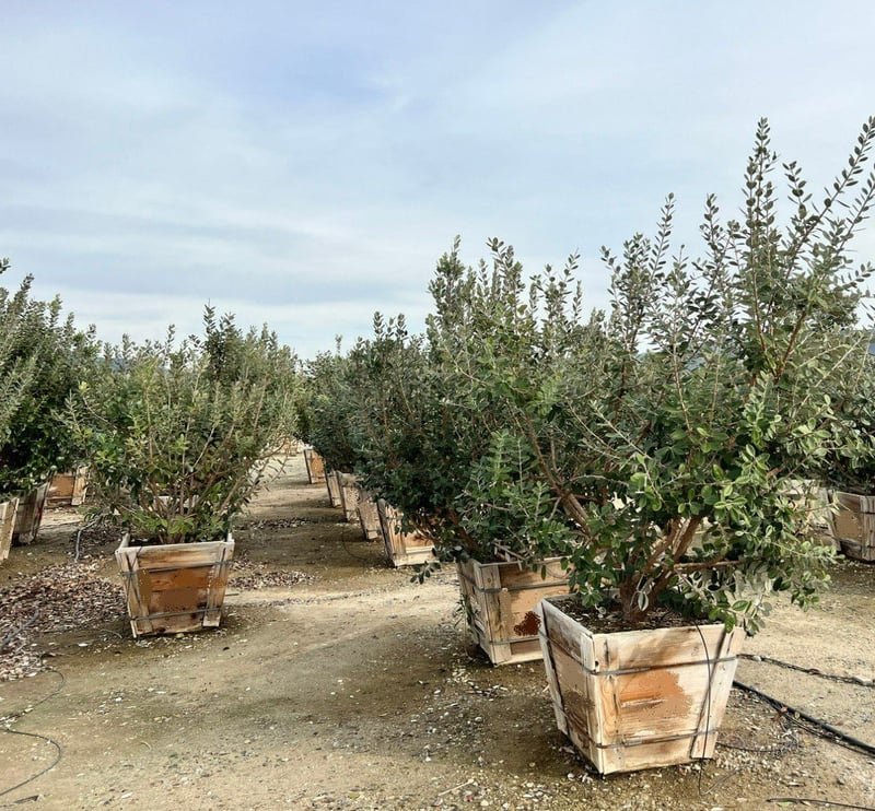 Photo for Feijoa sellowiana (Pineapple Guava)