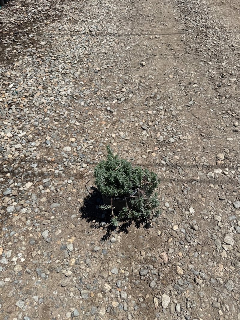 Photo for Sedum reflexum 'Blue Spruce' (Blue Spruce Stonecrop)