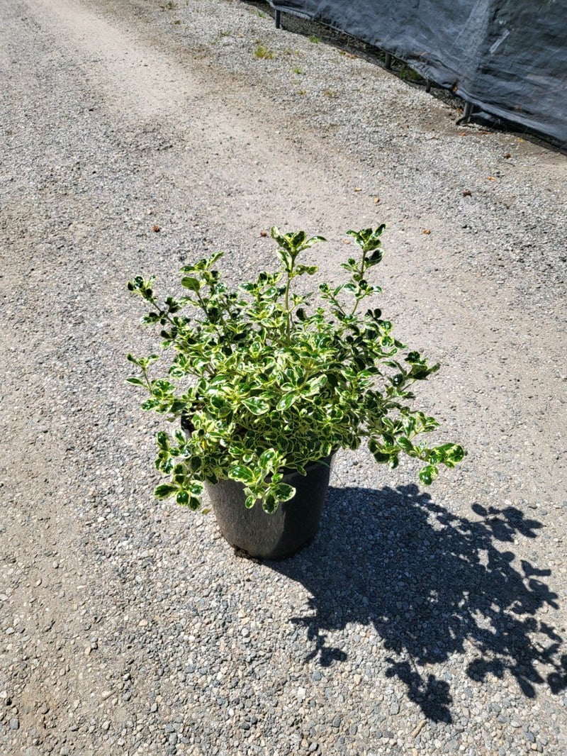 Photo for Coprosma 'Marble Queen' (Marble Queen Mirror Plant)