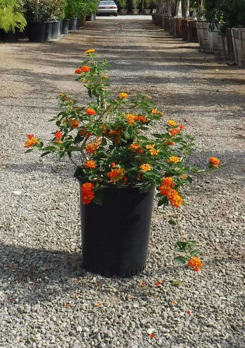 Photo for Lantana camara 'Radiation' (Radiation Bush Lantana)