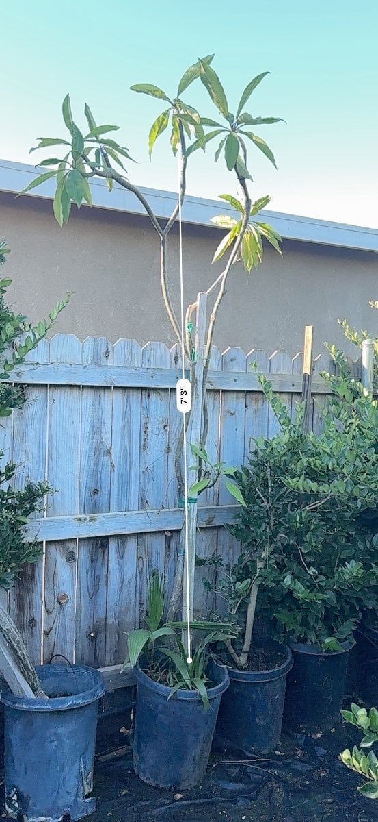 Photo for Plumeria rubra (Plumeria)