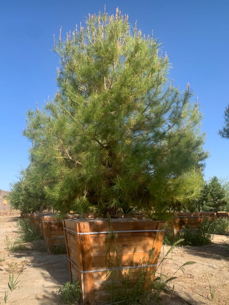 Photo for Pinus halepensis (Aleppo Pine)