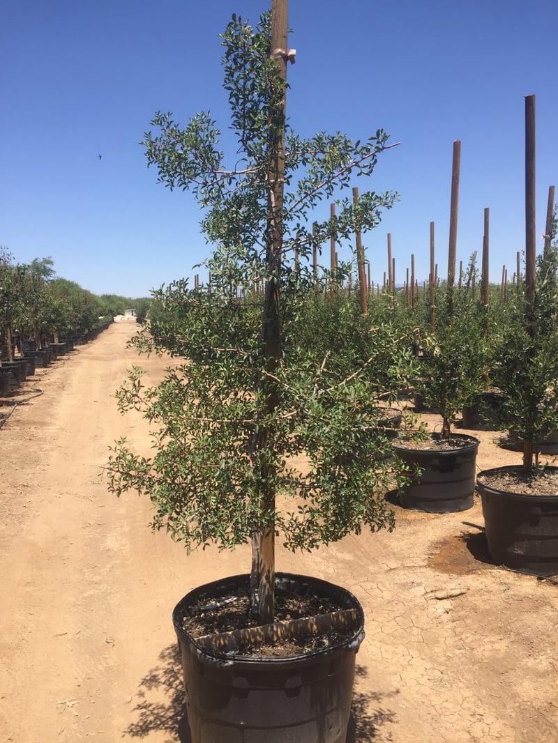 Photo for Pistacia lentiscus (Mastic Tree)