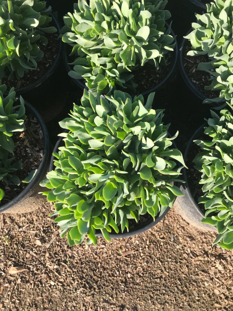 Photo for Crassula arborescens 'Blue Waves' (Blue Waves Dwarf Jade Plant)