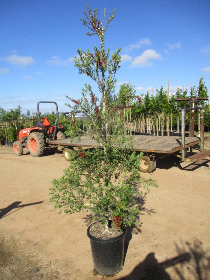 Photo for Callistemon viminalis 'Slim' (Slim Bottle Brush)