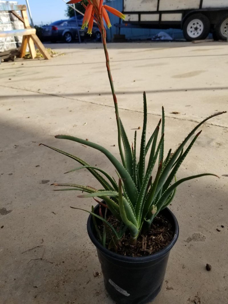 Photo for Aloe 'Always Red' (Always Red Hybrid Aloe)