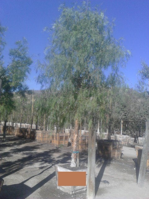 Photo for Schinus molle (California Pepper Tree)