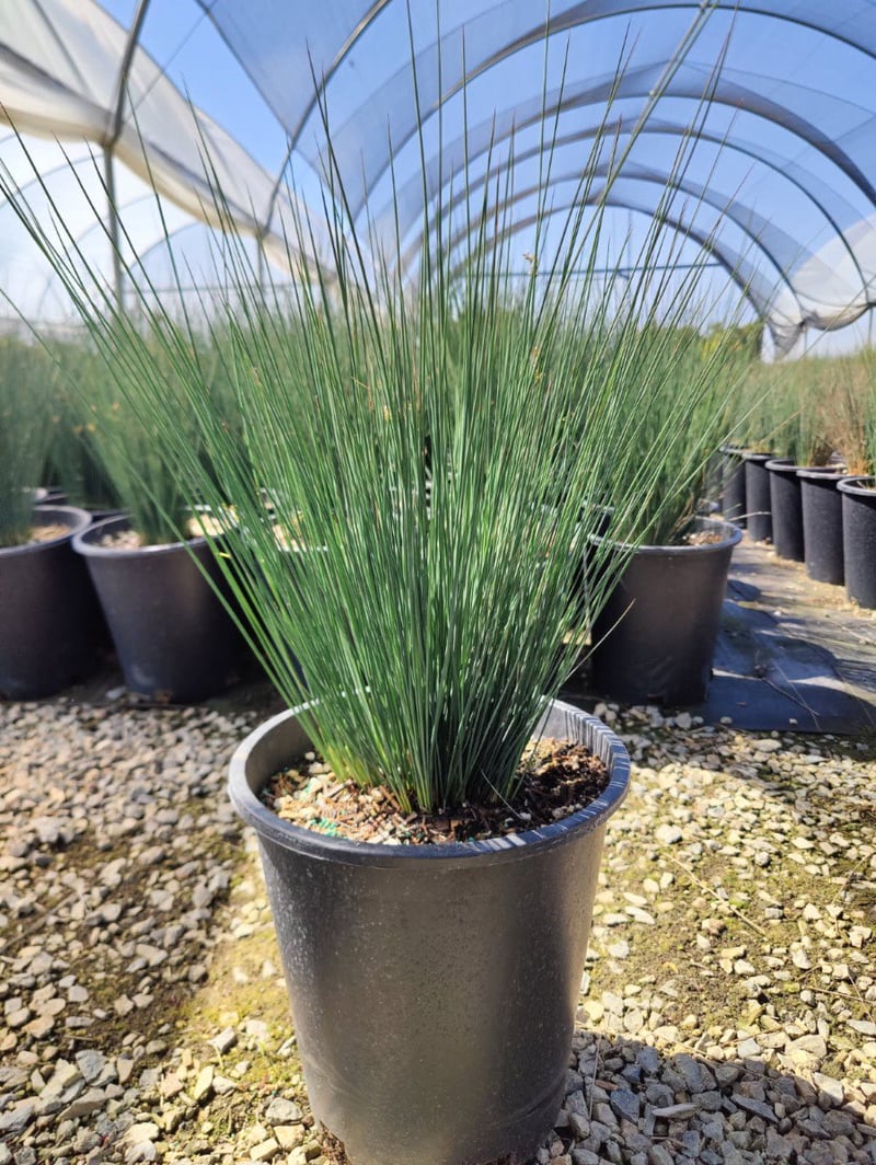 Photo for Juncus patens 'Elk Blue' (Elk Blue California Gray Rush)