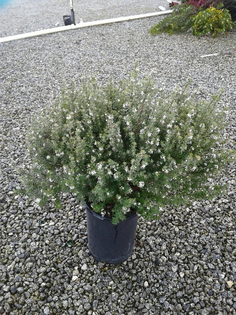 Photo for Westringia fruticosa (White) (White Coast Rosemary)