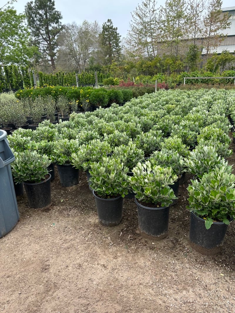 Photo for Pittosporum crassifolium 'Nana' (Karo Pittosporum)
