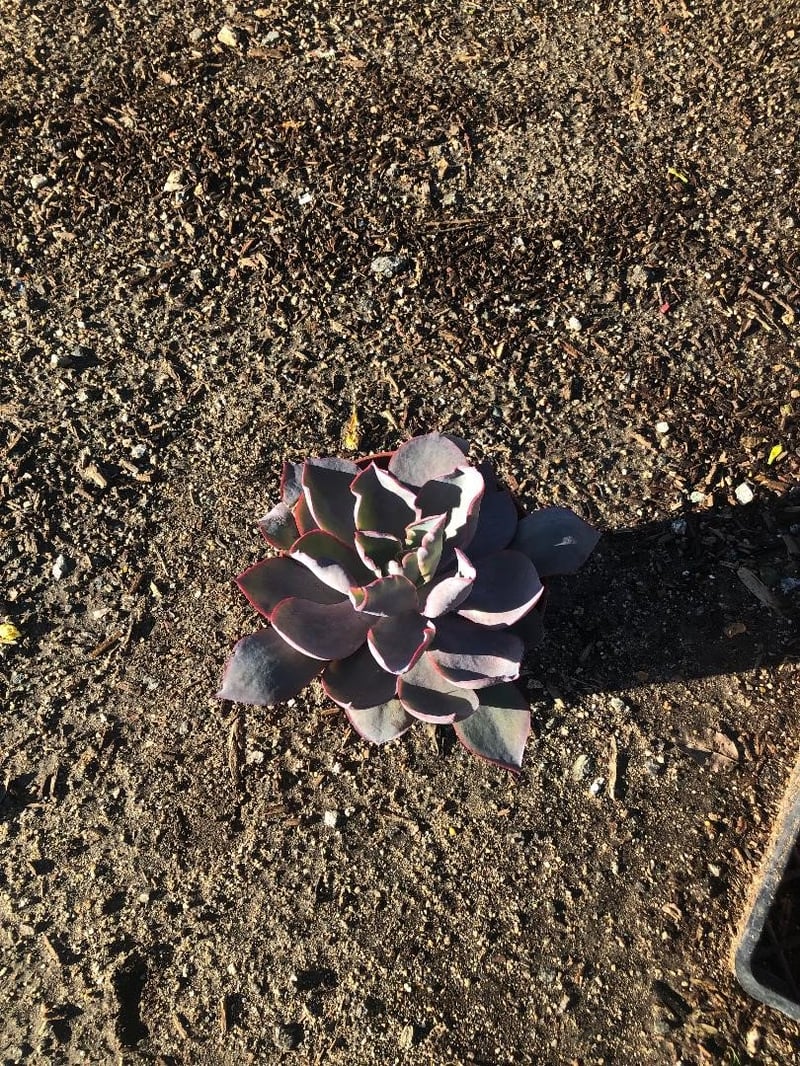 Photo for Echeveria 'Afterglow' (Echeveria 'Afterglow')
