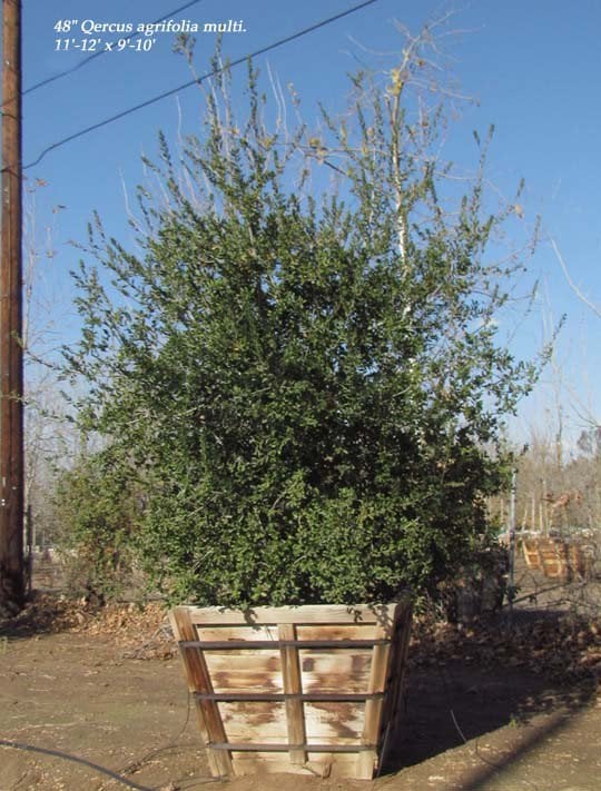 Photo for Quercus agrifolia (Natural) (Coast Live Oak)