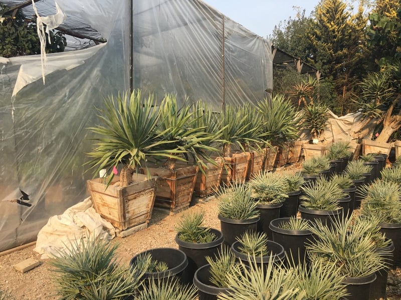 Photo for Dracaena draco (Dragon Tree)