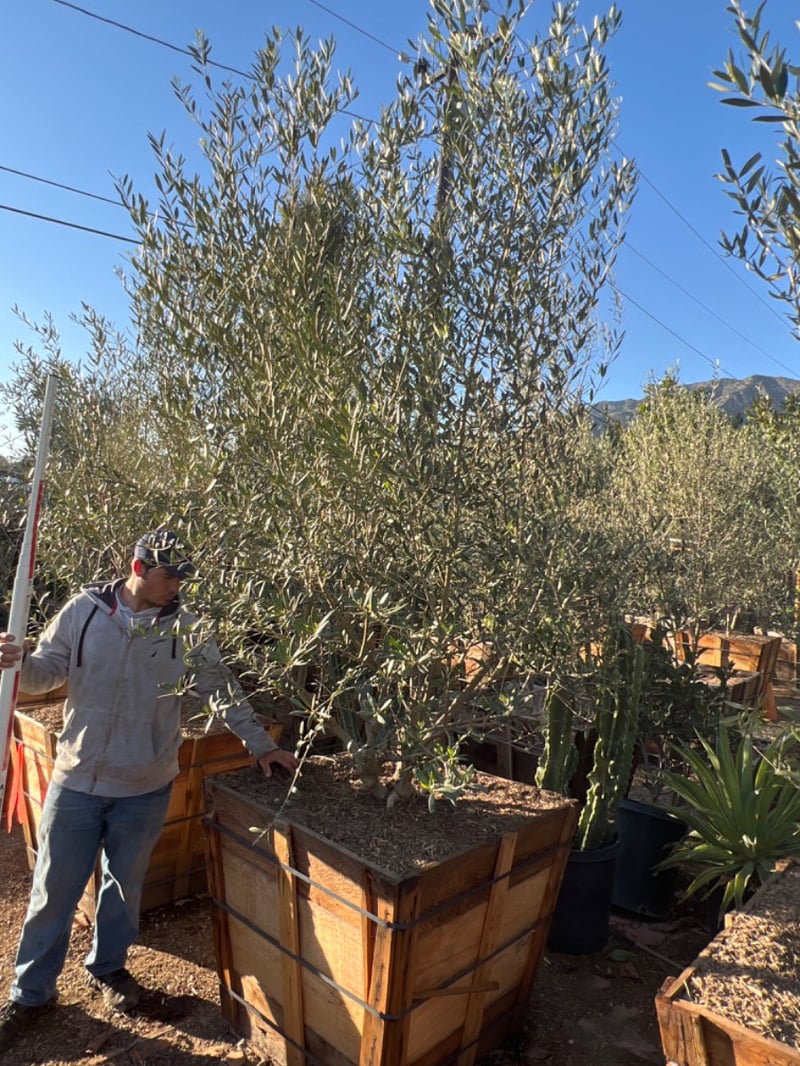 Photo for Olea europaea (Multi) (Olive Tree)