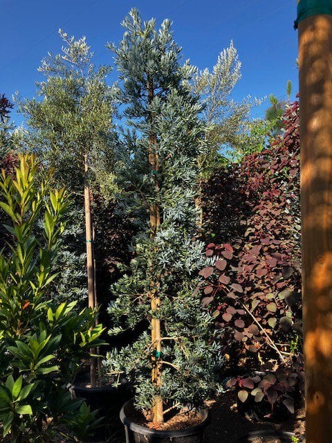 Photo for Podocarpus elongatus 'Monmal' (Icee Blue Monmal Yellow-Wood)