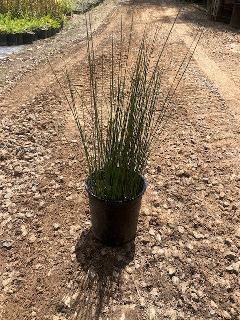 Photo for Juncus patens (California Grey Rush)