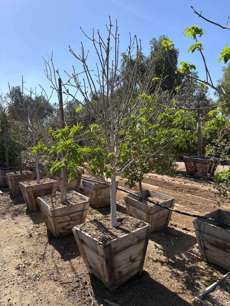 Photo for Aesculus californica (California Buckeye)
