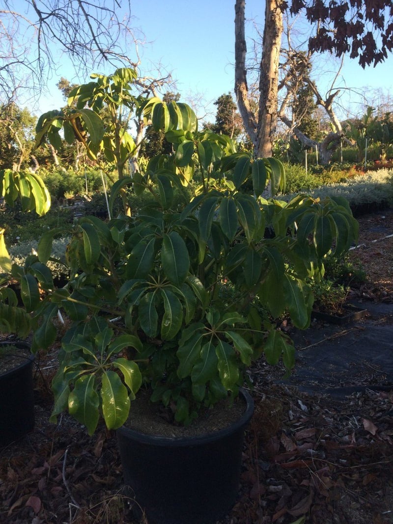 Photo for Schefflera pueckleri (Multi) (Tupidanthus)