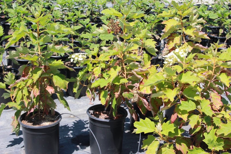 Photo for Hydrangea (any variety) (Hydrangea)