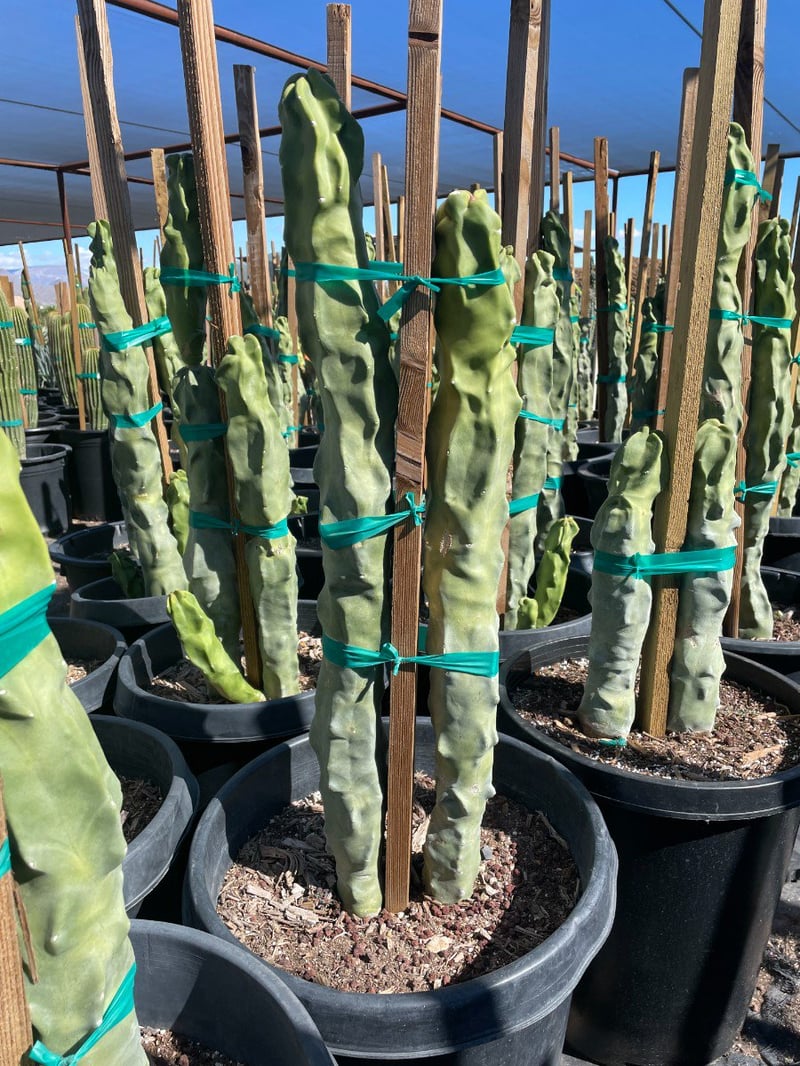 Photo for Pachycereus schottii f. monstrosus (Totem Pole Cactus)
