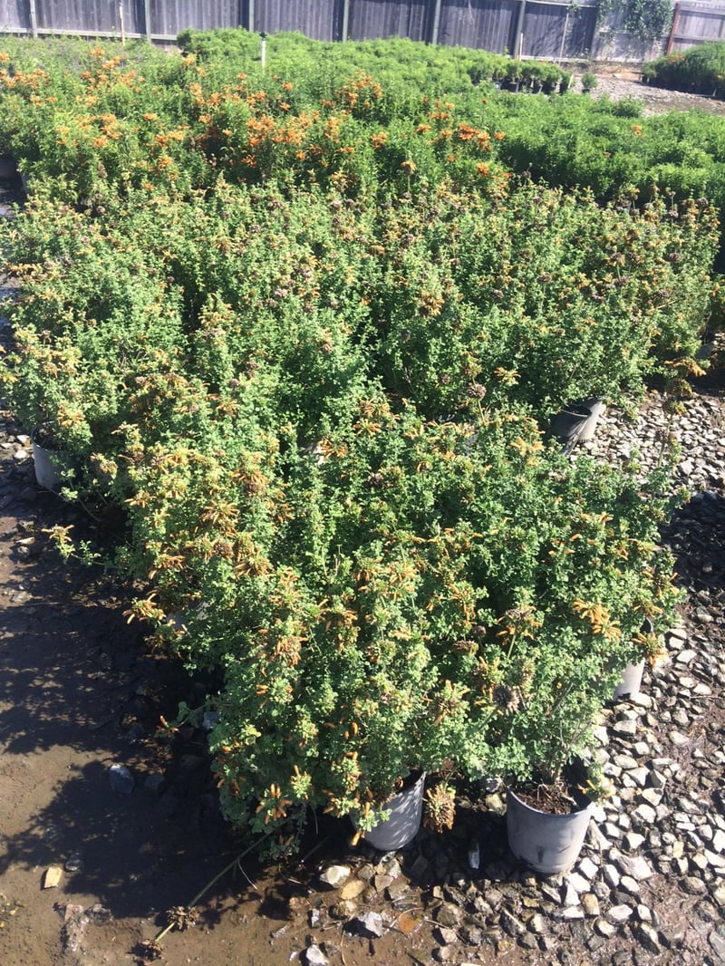 Photo for Leonotis menthifolia (Mint-scented Lion's Tail)