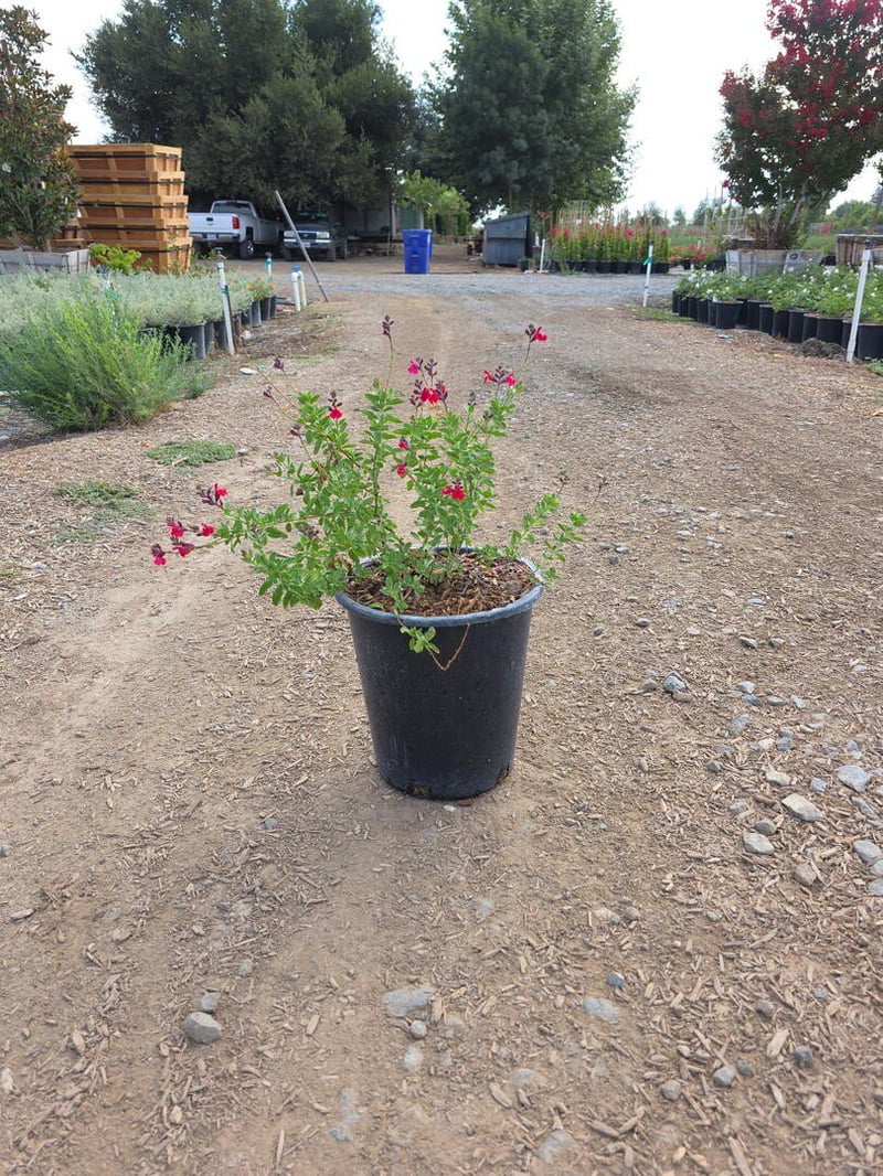 Photo for Salvia greggii 'Furman's Red' (Furman's Red Autumn Sage)