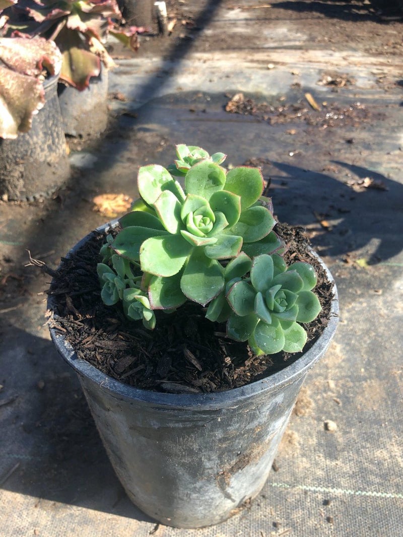 Photo for Aeonium haworthii (Pinwheel Aeonium)