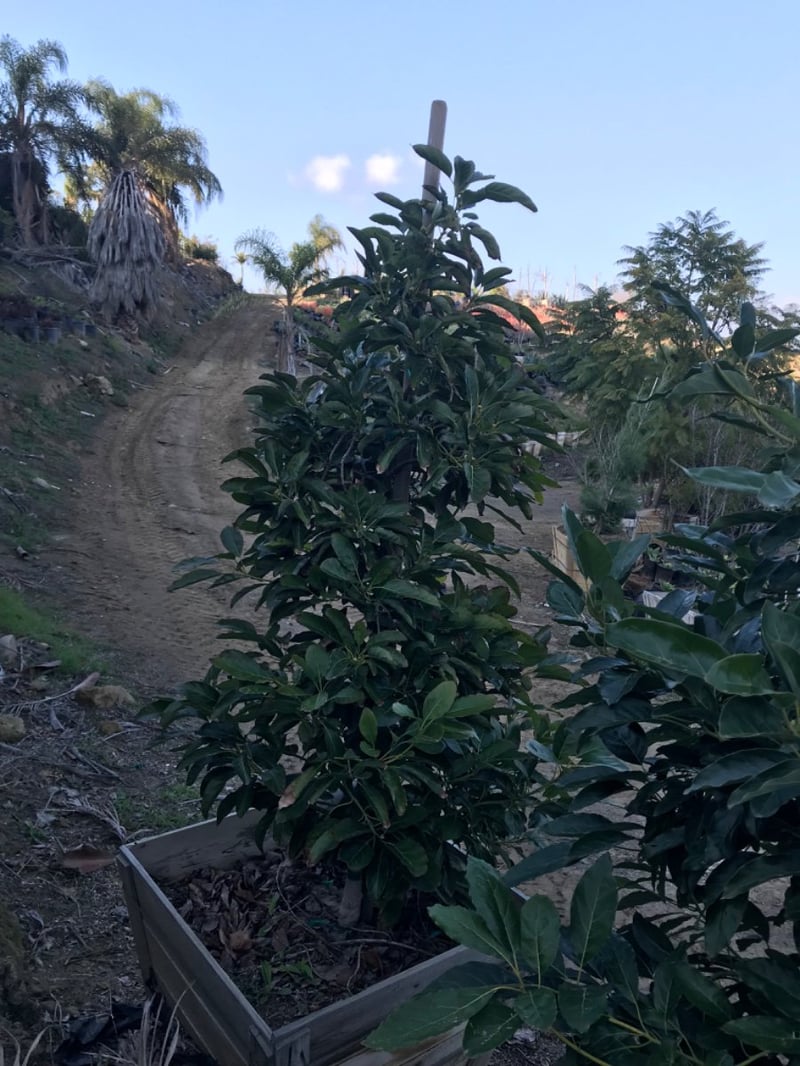 Photo for Persea americana 'Hass' (Hass Avocado)