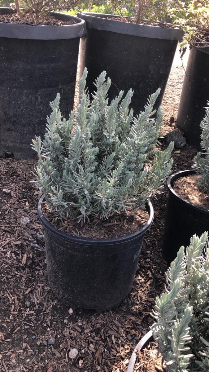 Photo for Lavandula stoechas 'Otto Quast' (Otto Quast Spanish Lavender)