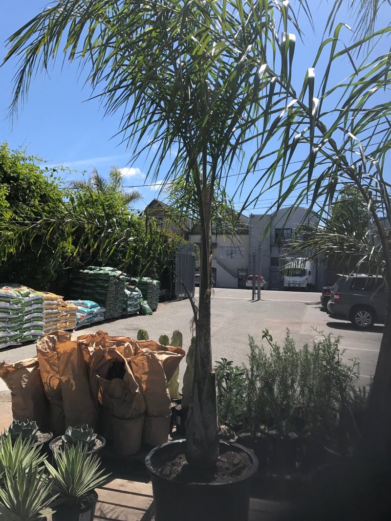 Photo for Syagrus romanzoffiana (Queen palm)