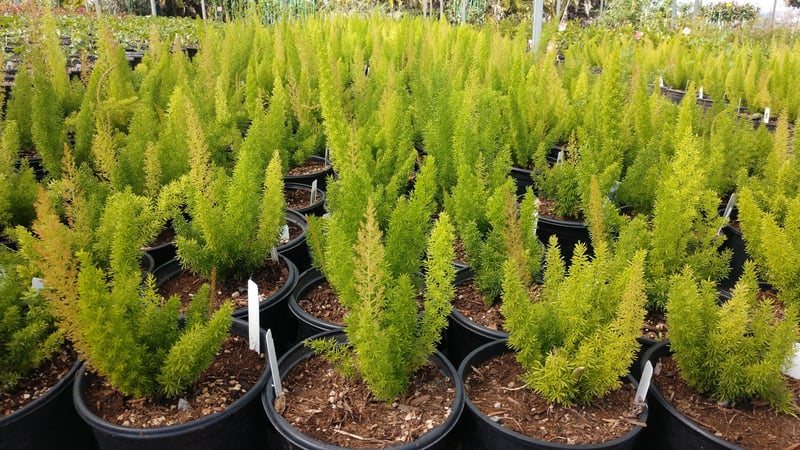 Photo for Asparagus densiflorus 'Myers' (Myers Foxtail Fern)