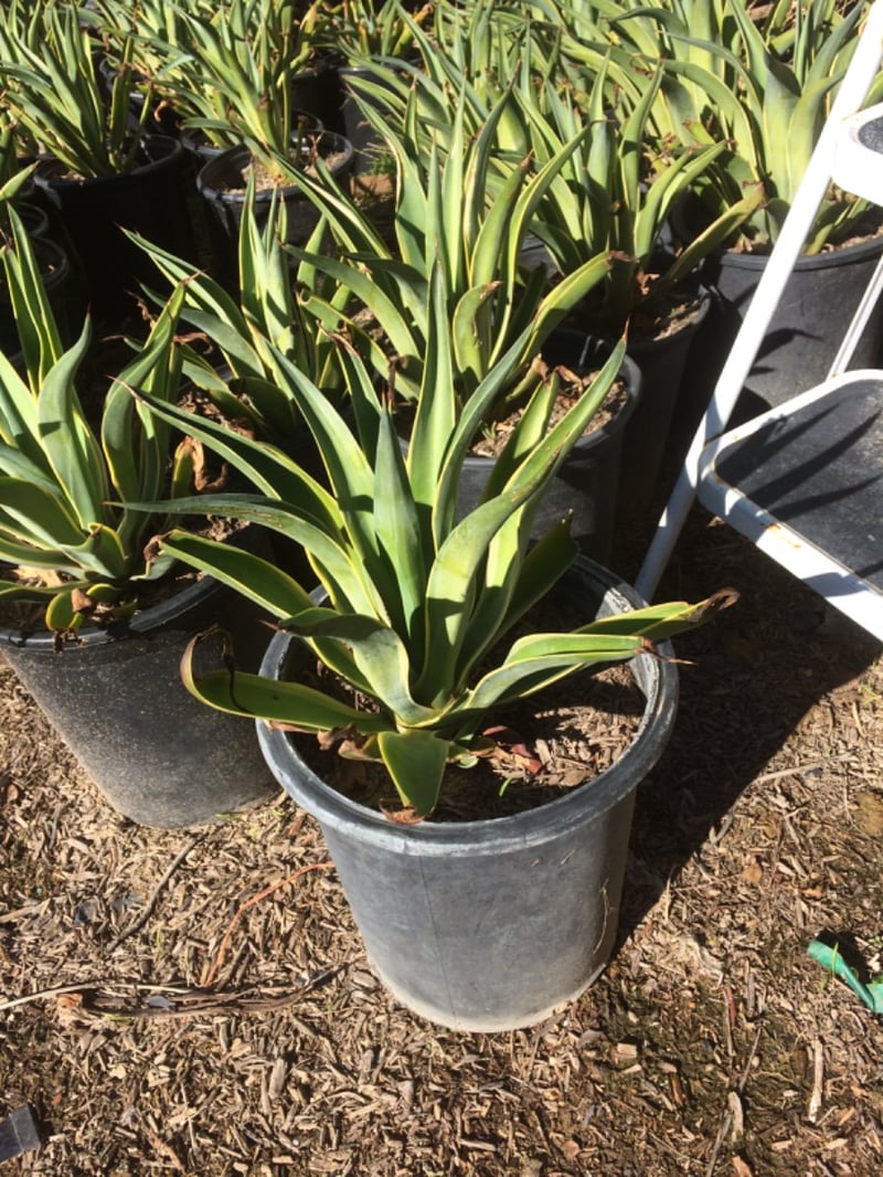 Photo for Agave desmetiana (Smooth Agave)