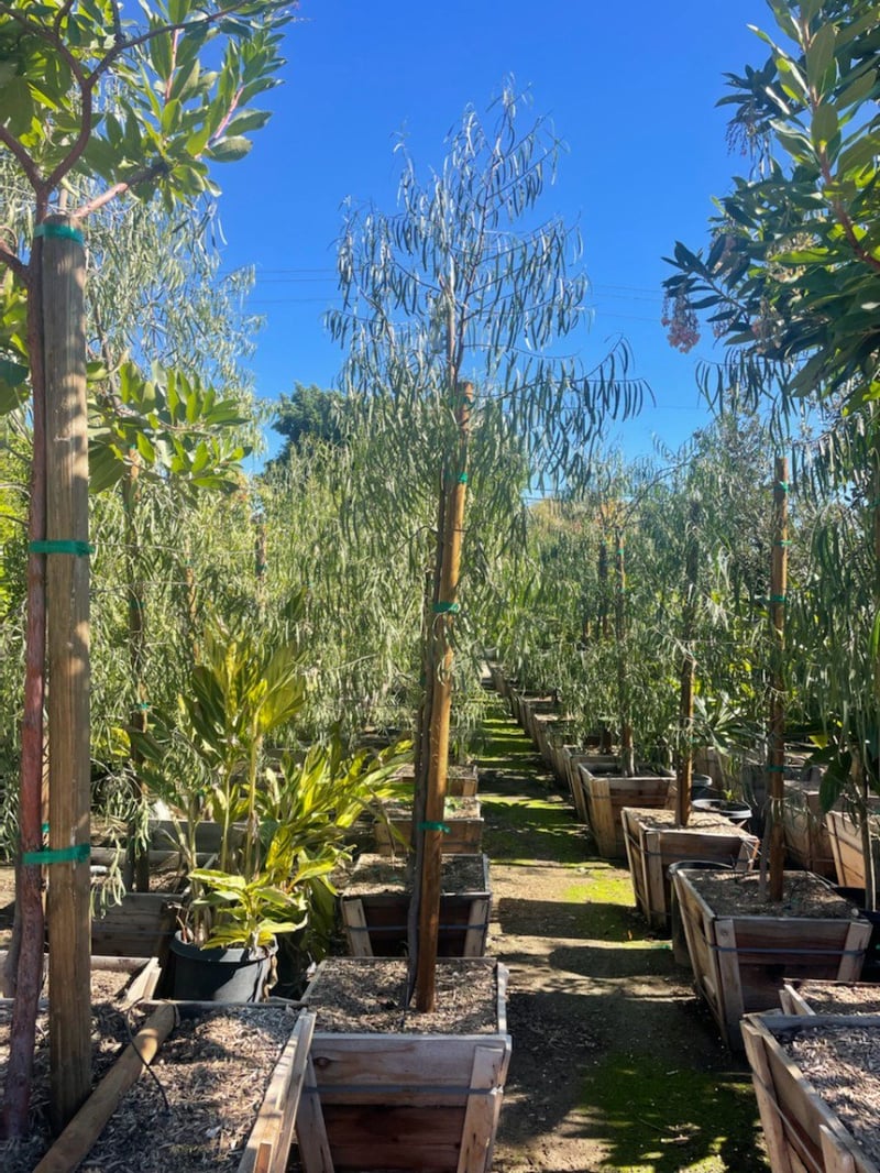 Photo for Geijera parviflora (Standard) (Australian Willow)