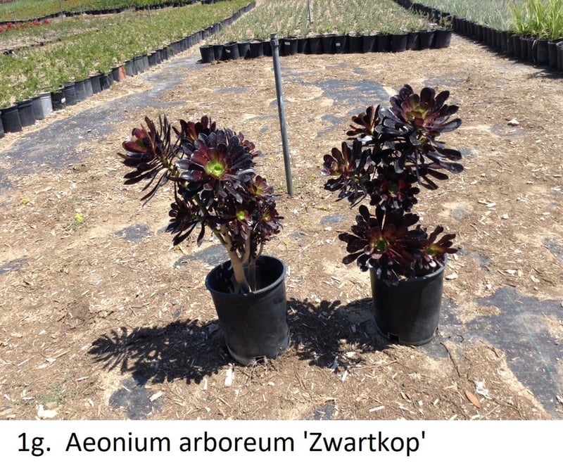 Photo for Aeonium arboreum 'Zwartkop' (Black Rose Aeonium)