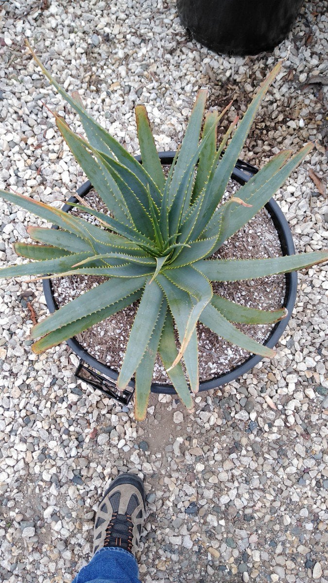 Photo for Aloe salm-dyckiana (Salm-Dyckiana Aloe)