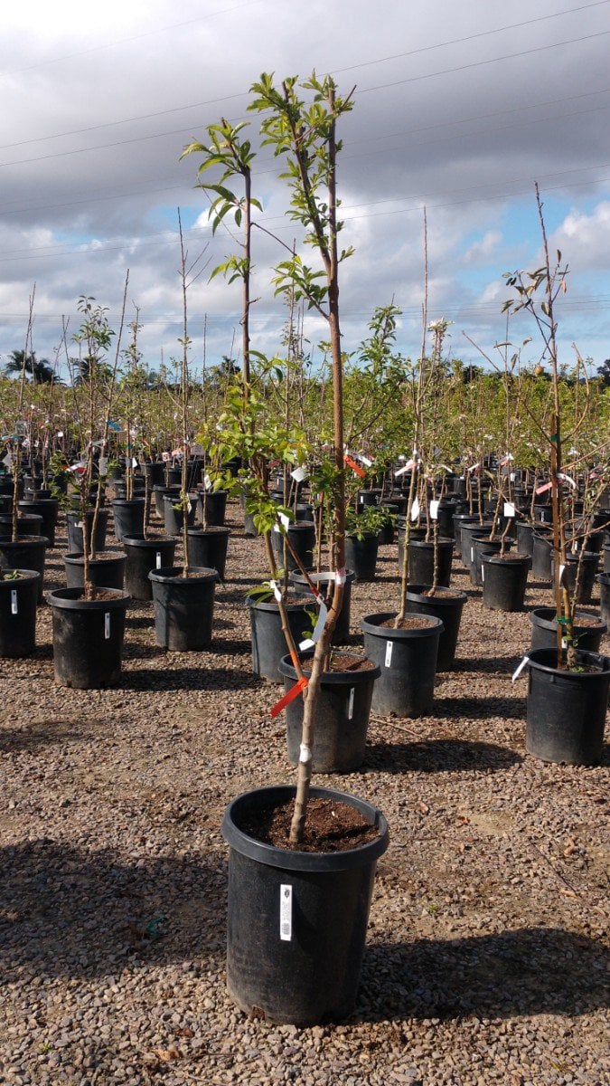 Photo for 4-n-1 Fruit Salad Tree (4-n-1 Fruit Salad Tree (Peach, Plum, Nectarine, Apricot))