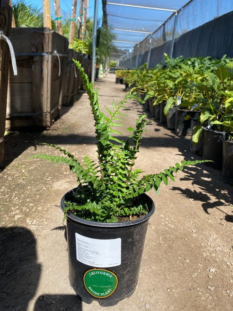 Photo for Polystichum munitum (Western Sword Fern)