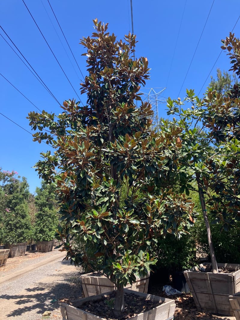 Photo for Magnolia grandiflora 'Little Gem' (Low Branching) (Little Gem Dwarf Magnolia)