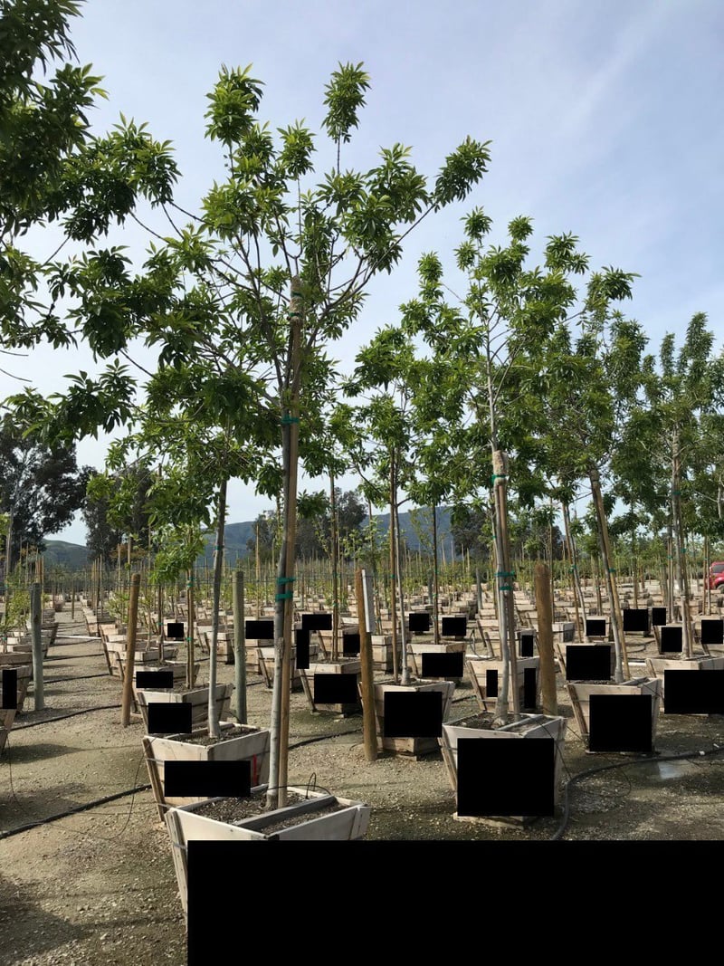 Photo for Fraxinus velutina 'Rio Grande' (Standard) (Fan-Tex Ash)